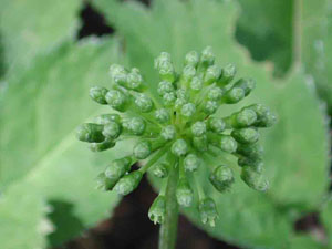 Ginseng: Species Description – NC Ginseng & Goldenseal Company