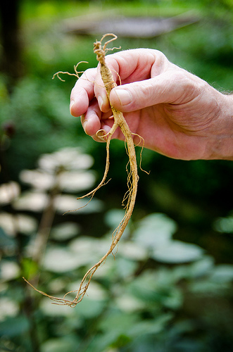 Botanical Bandits – NC Ginseng & Goldenseal Company