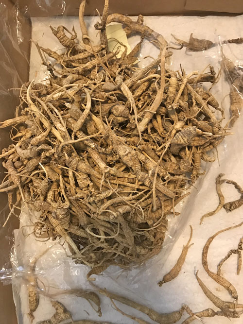 Bulk Dried Ginseng Roots 1lb. NC Ginseng & Goldenseal Company