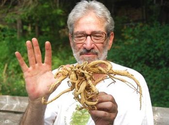 Growing Ginseng & Goldenseal