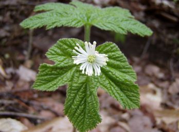 Goldenseal Summit Virtual Roundtable