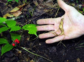 American Ginseng: Is there hope left for this North Carolina Native?
